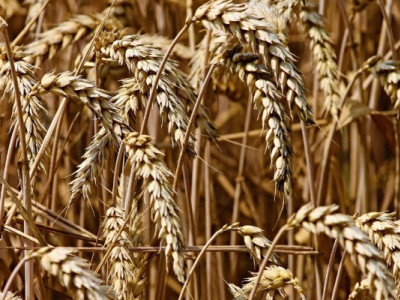 Франція може зібрати найгірший урожай пшениці