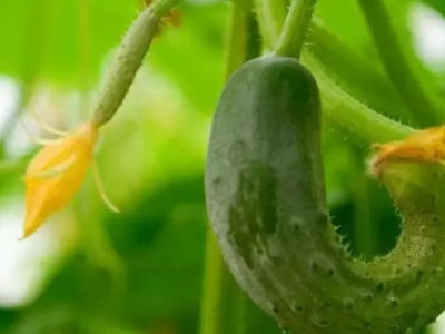 Чому огірки ростуть у формі груші та гачком і як це швидко виправити