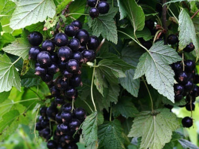 Україна на 2 місці в світі з виробництва цієї ягоди