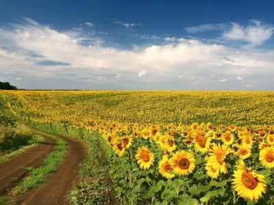 Українцям виплатять по 2 тис. грн за 1 га землі – як отримати гроші 