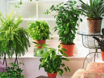 Які дерева можна вирощувати в приміщенні: створіть зелений оазис у себе вдома