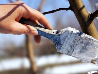 Чому треба білити дерева саме восени: дві головні причини