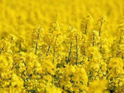 Український ринок ріпаку демонструє збитковість торгівлі
