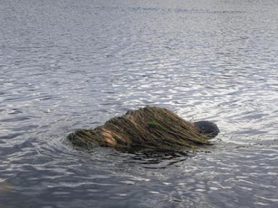 У Дністрі виявили обвите водоростями тіло потопельника