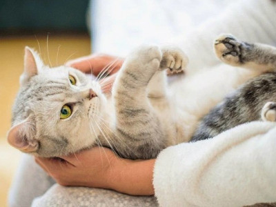 Фелінотерапія: навіщо, чому, як застосувати