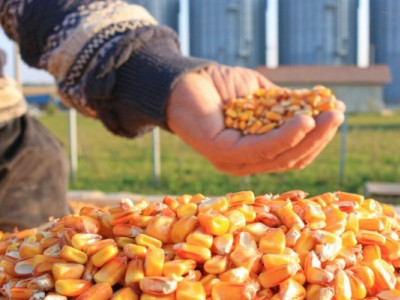 У портах України дорожчає кукурудза