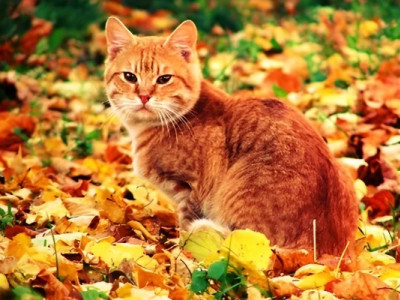 Синоптики розповіли, коли чекати справжню осінь