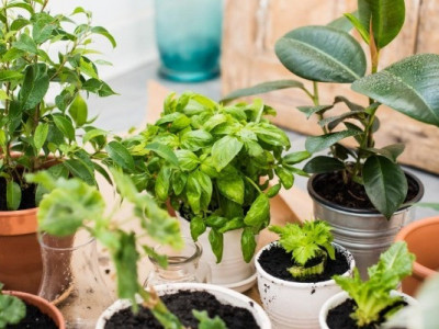 Навіщо квітникарі вставляють сірники в квіткові вазони і як це правильно робити