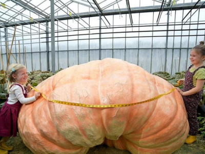 У Британії виросли гарбузи, які претендують на світовий рекорд