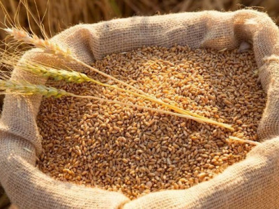 Зерно в небезпеці: як холодна небулізація врятує ваш врожай?