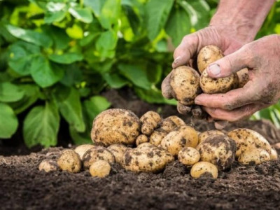 Чому в Україні не варто чекати на дешеву картоплю