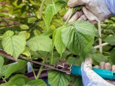 Як обрізати малину у вересні: зробіть ці 3 речі - і наступний сезон здивує багатим