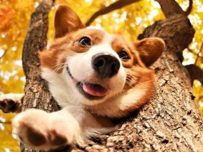 Справжня осінь повертається: прогноз погоди на тиждень