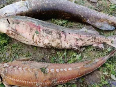 Забруднення річок Сейм та Десни призвело до мору червонокнижної риби. Популяція під загрозою