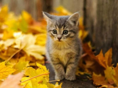 Осінь наступає: якої погоди очікувати українцям?