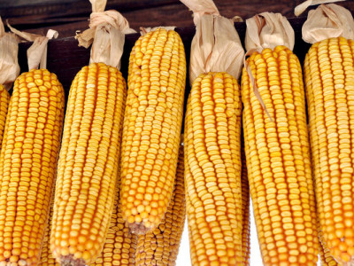 В Україні на тлі дефіциту пропозицій та подорожчання фуражної пшениці експортні ціни на кукурудзу продовжують зростати