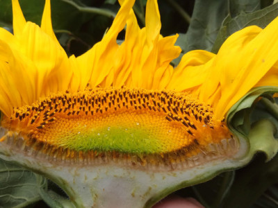 Ризики для соняшнику: аналіз поточного стану та поради на новий сезон