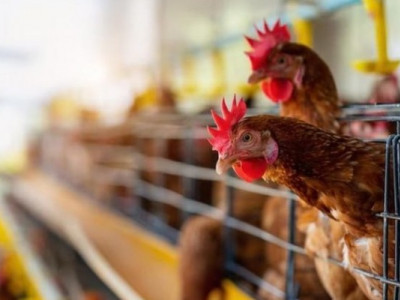 В Україні продається великий птахокомплекс із земельним банком 3 000 га