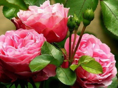 Чим підживити троянду восени, аби вона гарно розквітла наступного року