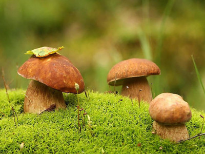 Сезон грибів: що варто знати любителям «тихого полювання»