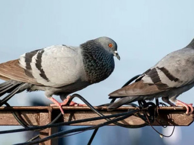 Науковці розповіли, чому люди ніколи не бачать пташенят голубів