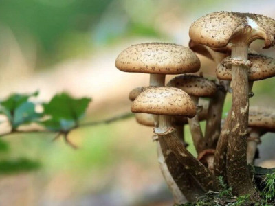 Як варити опеньки правильно, щоб не сильно чорніли