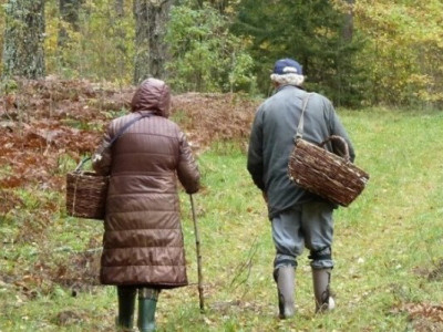 Люди збирають гриби, а рятувальники грибників