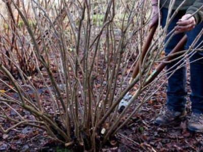 Як підготувати смородину та аґрус до зими