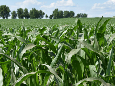 Цинк — для підвищення врожайності та стійкості рослин