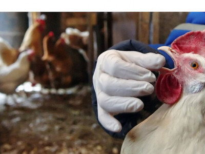 Епідеміологія пташиного грипу: що потрібно знати для захисту птахівництва