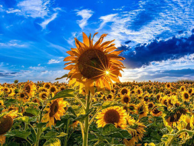 Соняшник в Україні продовжує дорожчати