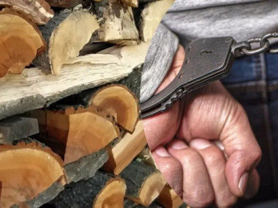 “Кримінальні дрова”: яка доля очікує на скандальний законопроєкт?