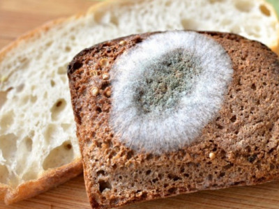 Як зберегти хліб свіжим і вберегти його від плісняви: прості поради