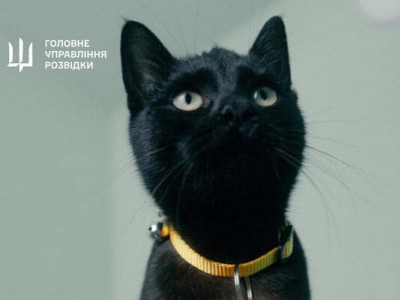 Операція «ГУР-КІТ»: розвідники провели нетипову евакуацію з острова Зміїний