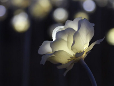 Науковці встановили, коли на Землі з’явилися перші квіти