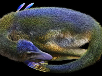 В Японії знайшли скам’янілість динозавра, який загинув уві сні