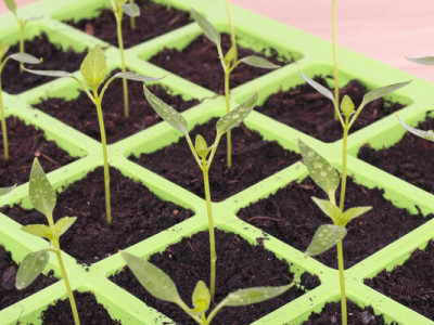 Як обрати якісне насіння для вирощування розсади взимку?