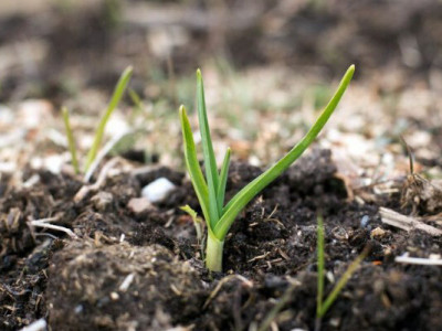Що робити, якщо озимий часник проріс до морозів