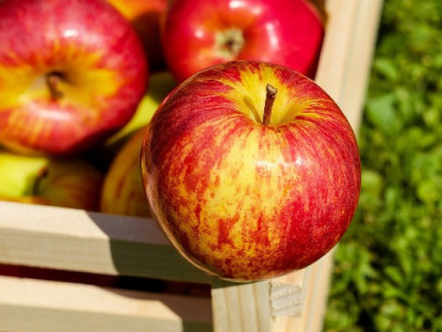 Яблука в Україні дорожчають - названі причини
