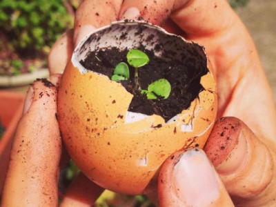 Яєчна шкаралупа як добриво: секрет пишного врожаю