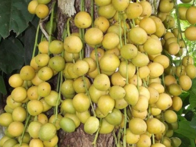 Дерево, від плодів якого твій піт пахнутиме фіалками