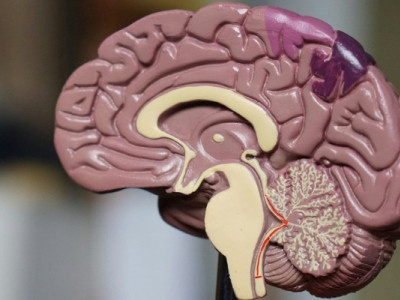 Фобії залишають слід у мозку: нові відкриття науковців
