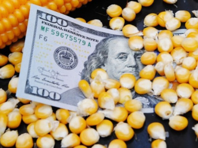 Ціни на кукурудзу під загрозою: нова політика США може змінити все