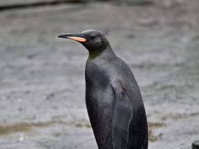 Винятковий випадок. Вчені зняли чорного, як смола, королівського пінгвіна (фото)