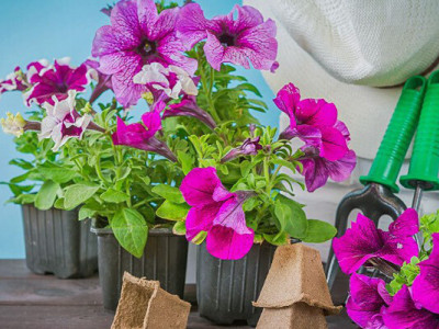 Які квіти сіяти на розсаду в лютому?