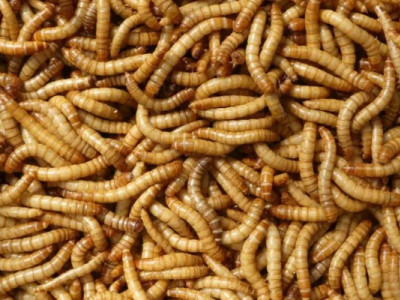 Джерела білка: жителі ЄС їстимуть хліб, сир і торти з личинок черв'яків