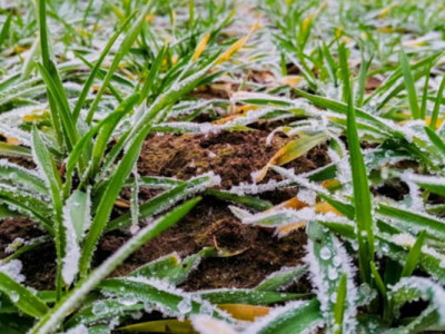 Безсніжна зима та озимі культури: що чекає на врожай в Україні