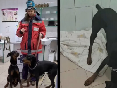 Зоозахисники врятували двох доберманів, котрі чотири доби були зачинені в квартирі з померлим господарем