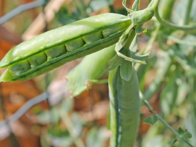 Китай відкриє свій ринок для українського гороху та риби