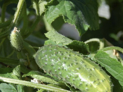 Рослини-компаньйони для огірків